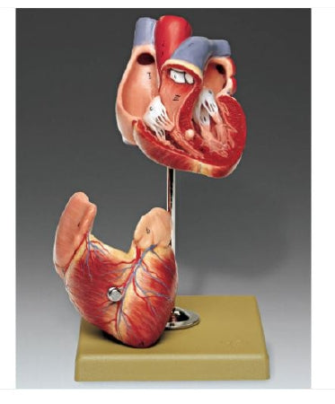 Anatomical Chart Company 2 Part Heart Model SOMSO-Plast - HS3