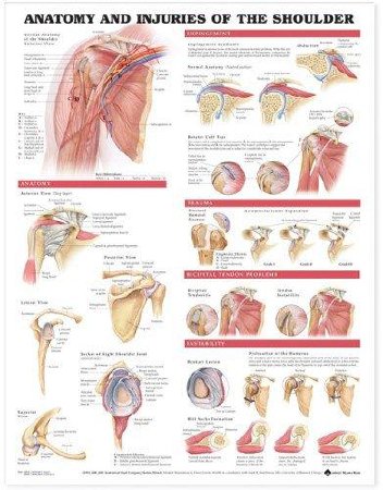 Anatomical Chart Company Anatomical Chart Anatomy and Injuries of the Shoulder - 1587798077