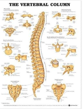 Anatomical Chart Company Anatomical Chart Vertebral Column - 9781587792113