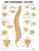 Anatomical Chart Company Anatomical Chart Vertebral Column - 9781587792113