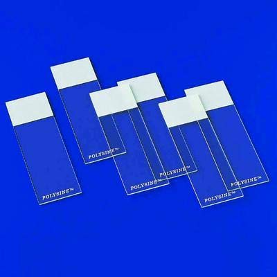 Erie Scientific SLIDE, POLYSINE FROSTED 1MM THICK 75X25MM (144/PK) - P4981-001