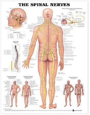 Anatomical Chart Company Anatomical Chart Co Anatomical Chart The Spinal Nerves - 9781587792069