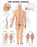 Anatomical Chart Company Anatomical Chart Co Anatomical Chart The Spinal Nerves - 9781587792069