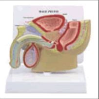 Anatomical Chart Company Careforde Pelvis Model Male 1/2 Life-size - G355