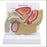 Anatomical Chart Company Careforde Pelvis Model Male 1/2 Life-size - G355