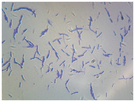 Fisher Scientific - Prepared Microscope Slide 25 X 75 X 1 mm Plain - S06337PS