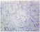 Fisher Scientific SLIDE, BACTERIA SMEAR TYPICAL - S06346PS