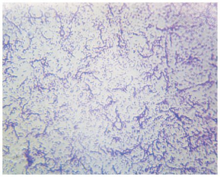 Fisher Scientific - Prepared Microscope Slide 25 X 75 X 1 mm Plain - S06346PS