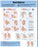 Anatomical Chart Company - Anatomical Chart Hand Hygeine 20 X 26 Inch Heavy Paper Grommets Laminated - 9781451193381