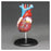 Wolters Kluwer Health Inc Heart Model Budget Life-Sized Ea - CH7