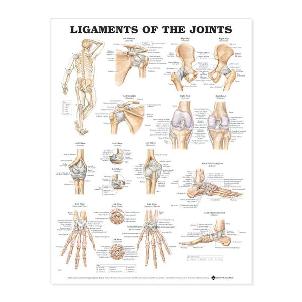 Wolters Kluwer Health Inc Chart Anatomical Ligaments Of The Joints 20X26" Ea - 9781587794674