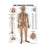 Wolters Kluwer Health Inc Chart Anatomical The Nervous System 19-3/4X26" Ea - 1587796906