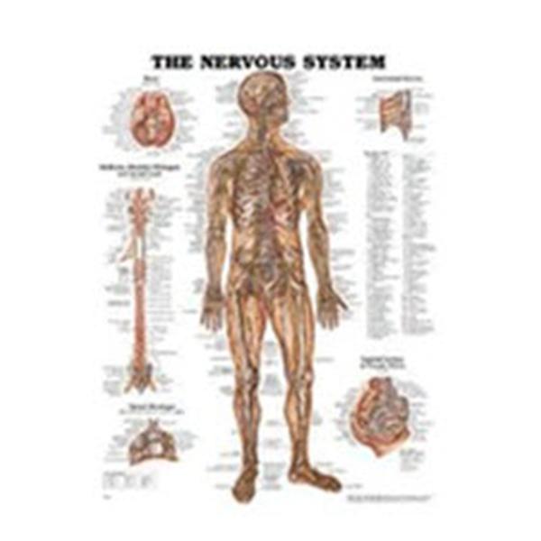 Wolters Kluwer Health Inc Chart Anatomical The Nervous System 19-3/4X26" Ea - 1587796906