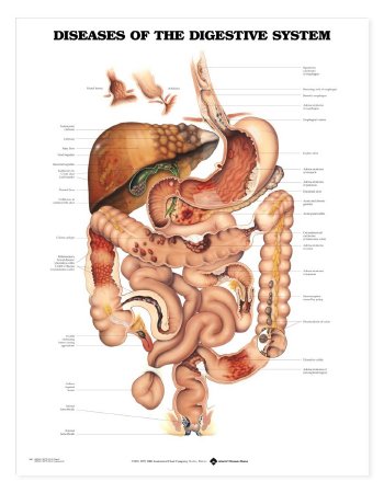 Anatomical Chart Company - Anatomical Chart Digestive System 20 X 26 Inch Heavy Paper Grommets Laminated - 9781587792373