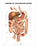 Anatomical Chart Company - Anatomical Chart Digestive System 20 X 26 Inch Heavy Paper Grommets Laminated - 9781587792373