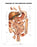 Anatomical Chart Company Anatomical Chart Digestive System 20 X 26 Inch Heavy Paper Grommets Laminated - 9781587792373