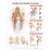 Wolters Kluwer Health Inc Chart Anatomical Anatomy And Injuries Of The Hip 20X26" Ea - 9781587793837