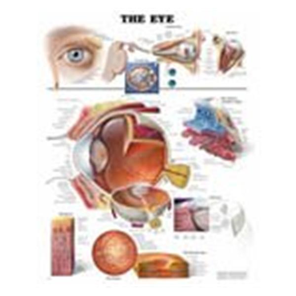 Wolters Kluwer Health Inc Chart Clinical The Eye 19" X 26" Ea - 9781587791260
