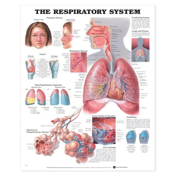 Wolters Kluwer Health Inc Chart Anatomical The Respiratory System 20X26" Ea - 9781587790539