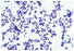 Fisher Science Education - Prepared Microscope Slide Set 1 X 3 Inch Plain - S68789