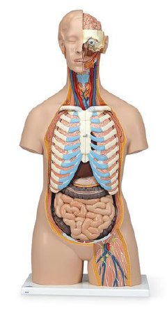 Classic 3B Scientific - Unisex Torso with Open Neck and Back - SB41421