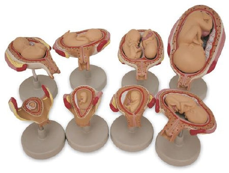 Nasco - Fetus Development Set - SB47759