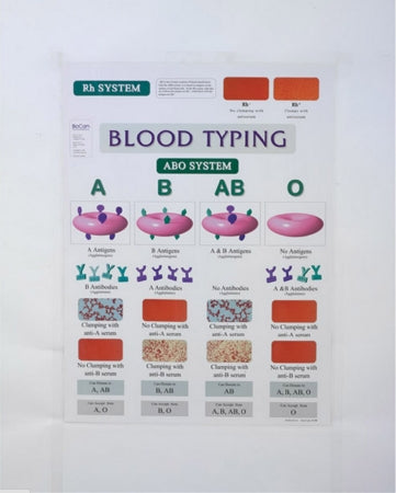 Market Lab Inc Anatomical Chart Blood Typing 18 X 24 Inch Laminated - 5464
