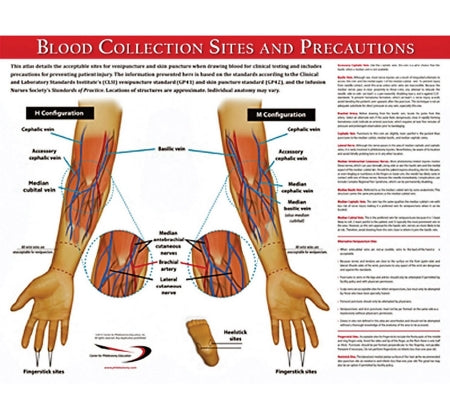 Market Lab Inc Anatomical Chart Blood Collection 17 X 22 Inch Laminated - 5488