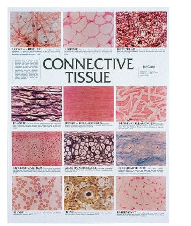 Fisher Scientific CHART, CONNECTIVE TISSUE - S2337110