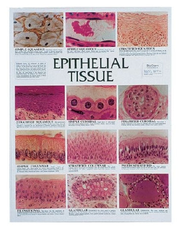 Fisher Scientific CHART, EPITHERLIAL TISSUE - S233719