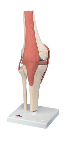 Fabrication Enterprises 3B Deluxe Functional Knee Joint Model 2 lbs. - 955445