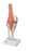 3B - Deluxe Functional Knee Joint Model 2 lbs. - 12-4515