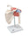 3B - Deluxe Functional Shoulder Joint Model 3 lbs. - 12-4513