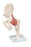 3B - Deluxe Functional Hip Joint Model 3 lbs. - 12-4514