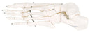 3B - Loose Bone Left Foot Skeleton Model 1 lbs. Unbreakable Plastic - 12-4584L