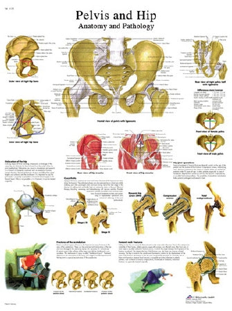Fabrication Enterprises Anatomical Chart Pelvic and Hip 20 X 27 Inch Laminated - 12-4617L