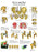 Fabrication Enterprises Anatomical Chart Pelvic and Hip 20 X 27 Inch Laminated - 12-4617L