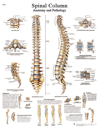 Fabrication Enterprises Anatomical Chart Spinal Column 20 X 20 Inch Laminated - 12-4622L