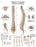 Fabrication Enterprises Anatomical Chart Spinal Column 20 X 20 Inch Laminated - 12-4622L