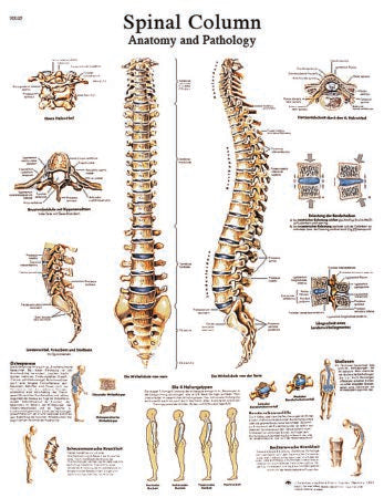 Fabrication Enterprises - Anatomical Chart Spinal Column 20 X 20 Inch Laminated - 12-4622L