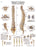 Fabrication Enterprises - Anatomical Chart Spinal Column 20 X 20 Inch Laminated - 12-4622L