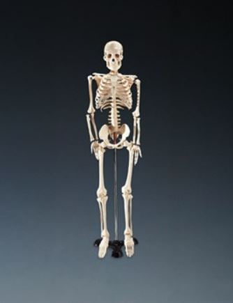 Anatomical Chart Company Mr. Thrifty Skeleton Table-size 5 lbs. - WCP-1