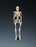 Anatomical Chart Company Mr. Thrifty Skeleton Table-size 5 lbs. - WCP-1