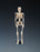 Mr. Thrifty - Skeleton Table-size 5 lbs. - WCP-1