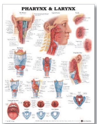 Anatomical Chart Company Anatomical Chart Pharnyx and Larnyx 20 X 26 Inch Heavy Paper Grommets Laminated - 9781587791802