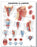Anatomical Chart Company Anatomical Chart Pharnyx and Larnyx 20 X 26 Inch Heavy Paper Grommets Laminated - 9781587791802