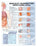 Anatomical Chart Company Anatomical Chart Sexually Transmitted Infections (STIS) 20 X 26 Inch Heavy Paper Grommets Laminated - 9781587798498
