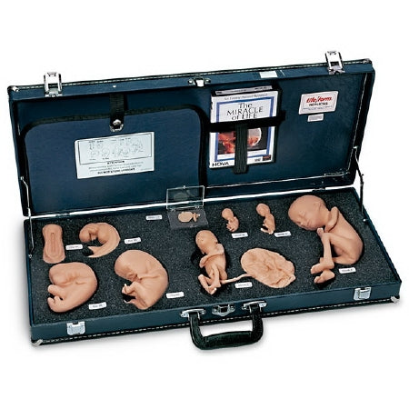 Nasco Life/Form Human Reproduction and Development Kit with DVD Plastic - WA25812