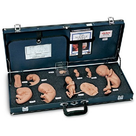 Life/Form - Human Reproduction and Development Kit with DVD Life/form Plastic - WA25812