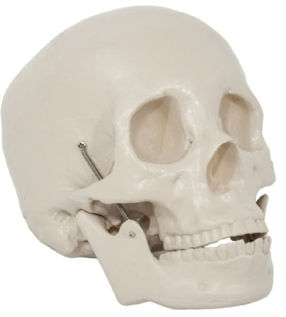 Anatomical Chart Company Two Piece Life Size Skull Model Skull - CH-S2